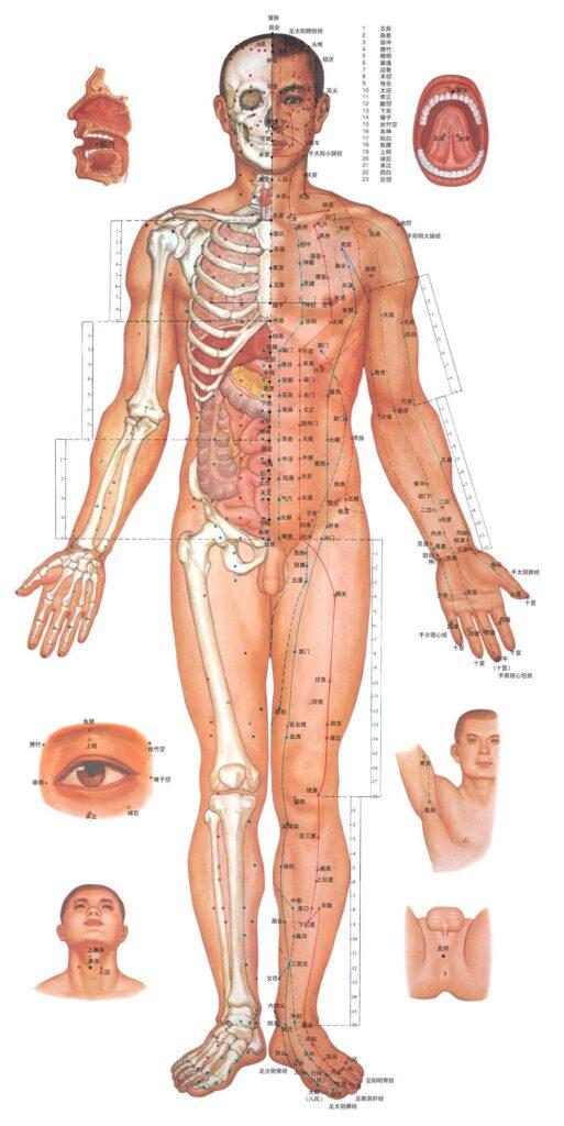 Acupuncture Meridians